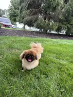 BREEDING STOCK!, a female Pekingese for sale in Shipshewana, IN – 4 of 7