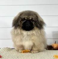 Bear, a male Pekingese for sale in Shipshewana, IN – 2 of 4