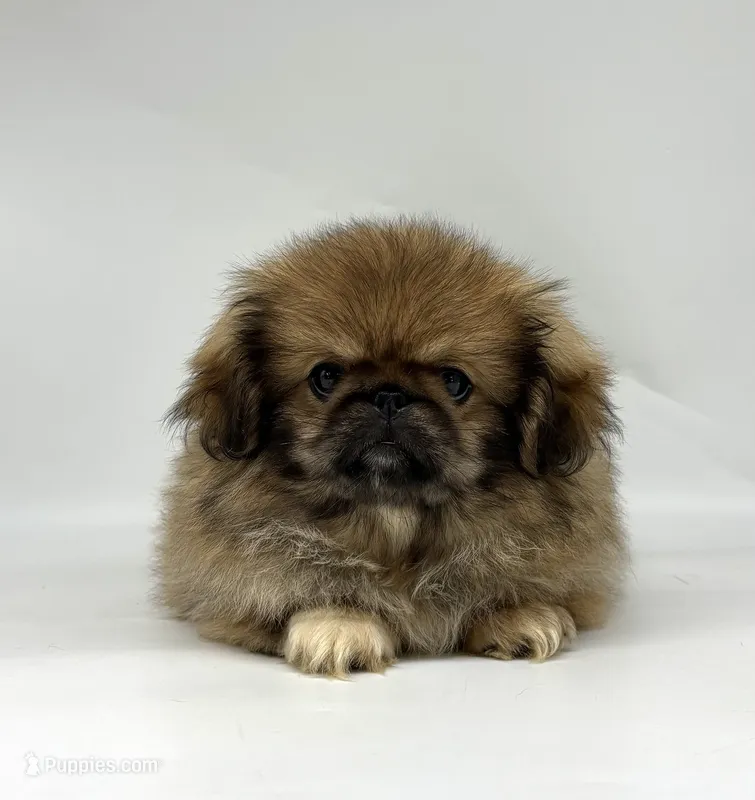 Daisy – Pekingese puppy for sale in Shipshewana, IN