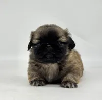 Hazel, a female Pekingese for sale in Shipshewana, IN – 1 of 4