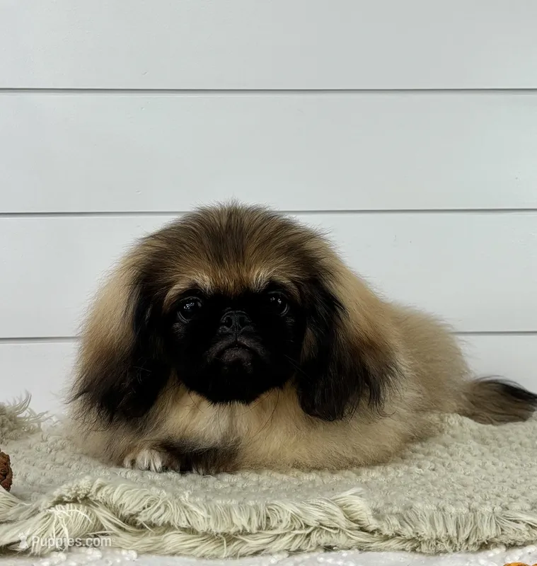 Forest – Pekingese puppy for sale in Shipshewana, IN