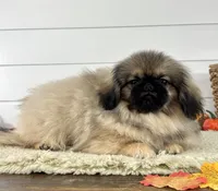 Murphy, a male Pekingese for sale in Shipshewana, IN – 2 of 4