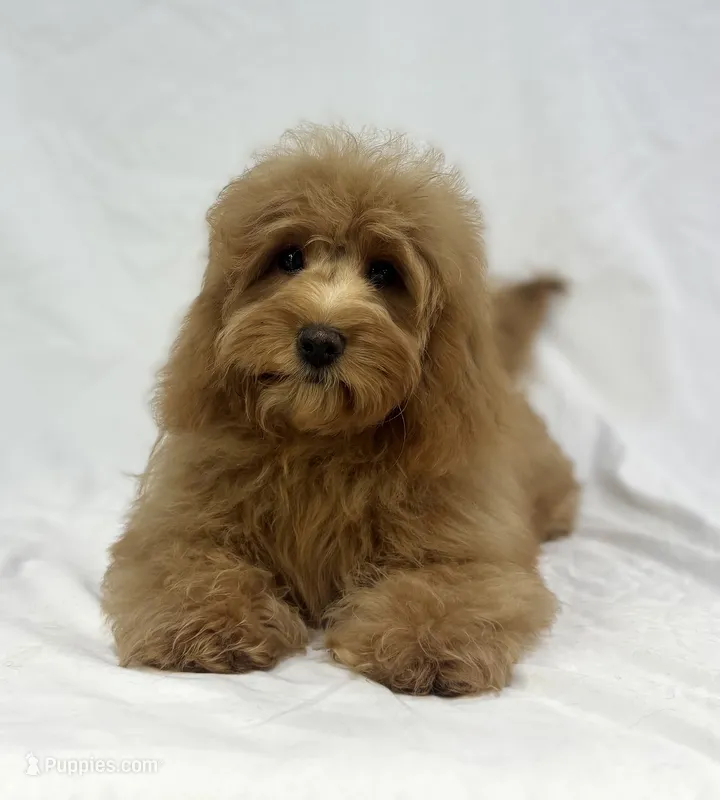Honey – Poodle - Miniature , Miniature Dachshund puppy for sale in Shipshewana, IN