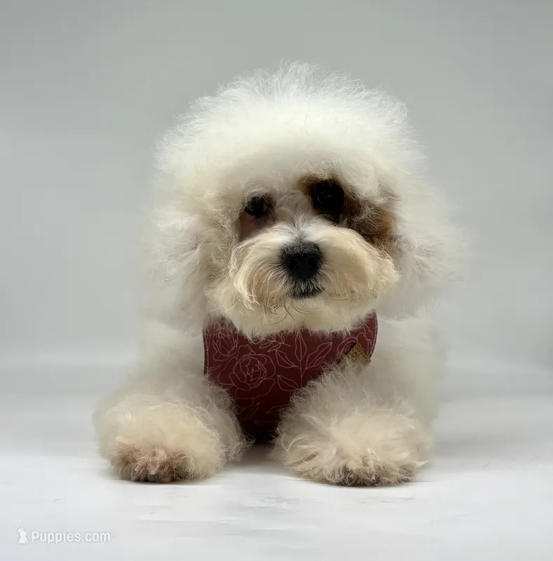 Poppy – Cavapoo puppy for sale in Shipshewana, IN