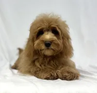 Honey, a female Poodle - Miniature  and Miniature Dachshund for sale in Shipshewana, IN – 4 of 5