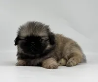Murphy, a male Pekingese for sale in Shipshewana, IN – 3 of 4