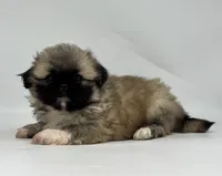 Leo, a male Pekingese for sale in Shipshewana, IN – 2 of 4