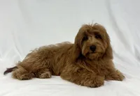 Ruby, a female Poodle - Miniature  and Miniature Dachshund for sale in Shipshewana, IN – 4 of 5