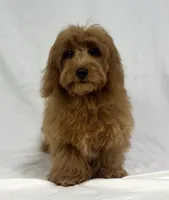 Ruby, a female Poodle - Miniature  and Miniature Dachshund for sale in Shipshewana, IN – 5 of 5