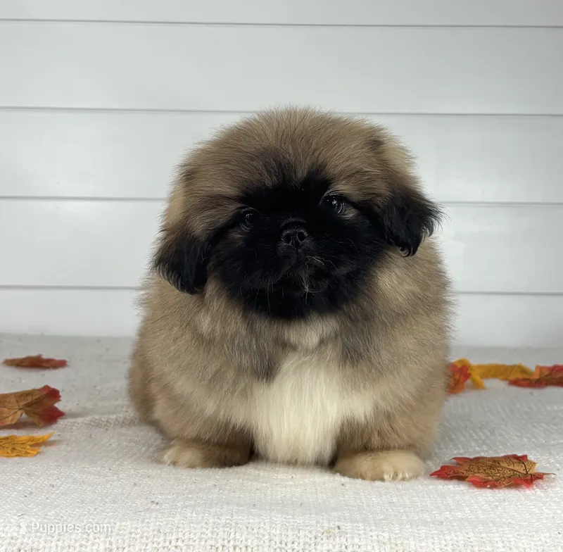 Copper – Pekingese puppy for sale in Shipshewana, IN