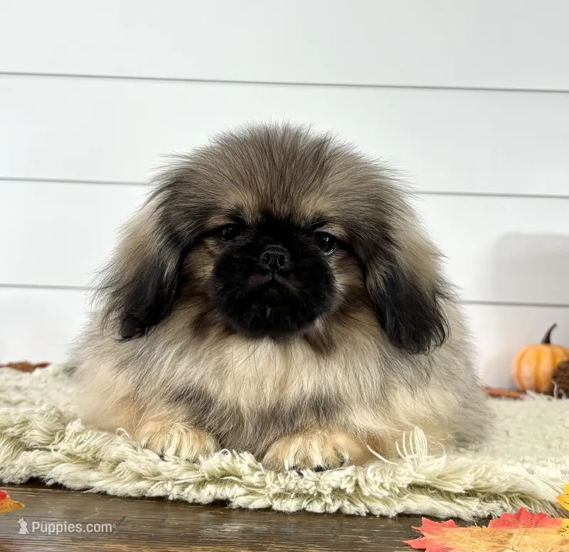 Murphy – Pekingese puppy for sale in Shipshewana, IN