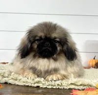 Murphy, a male Pekingese for sale in Shipshewana, IN – 1 of 4