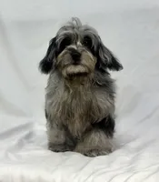 Blue, a female Poodle - Miniature  and Miniature Dachshund for sale in Shipshewana, IN – 5 of 5