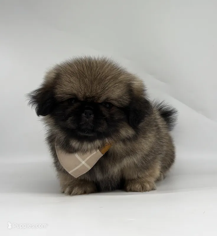 Kai – Pekingese puppy for sale in Shipshewana, IN