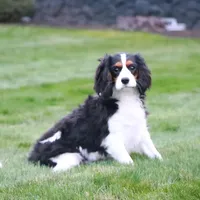Waldo, a male Cavalier King Charles Spaniel for sale in Shipshewana, IN – Photo 2 of 5