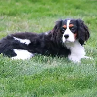 Waldo, a male Cavalier King Charles Spaniel for sale in Shipshewana, IN – Photo 4 of 5
