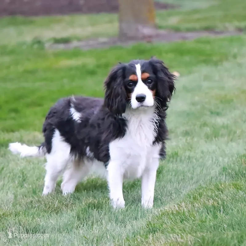 Waldo, a male Cavalier King Charles Spaniel for sale in Shipshewana, IN – Photo 1 of 5