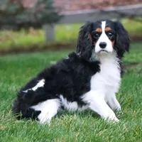 Waldo, a male Cavalier King Charles Spaniel for sale in Shipshewana, IN – Photo 3 of 5