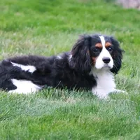Waldo, a male Cavalier King Charles Spaniel for sale in Shipshewana, IN – Photo 5 of 5