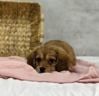 Hersey, a female Pekingese and Miniature Dachshund for sale in Shipshewana, IN – Photo 1 of 4