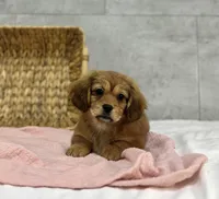 Hersey, a female Pekingese and Miniature Dachshund for sale in Shipshewana, IN – Photo 3 of 4