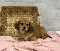 Hersey, a female Pekingese and Miniature Dachshund for sale in Shipshewana, IN – Photo 4 of 4