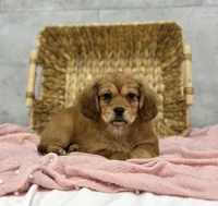 Hersey, a female Pekingese and Miniature Dachshund for sale in Shipshewana, IN – Photo 2 of 4