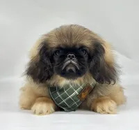 Forest, a male Pekingese for sale in Shipshewana, IN – 3 of 5