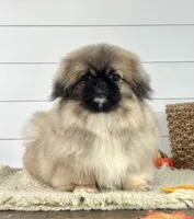 Leo, a male Pekingese for sale in Shipshewana, IN – 2 of 4