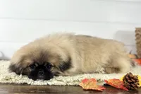 Leo, a male Pekingese for sale in Shipshewana, IN – 3 of 4