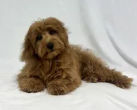 Ruby, a female Poodle - Miniature  and Miniature Dachshund for sale in Shipshewana, IN – 3 of 5