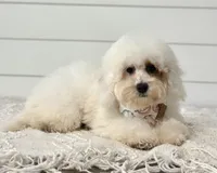 Poppy, a female Cavapoo for sale in Shipshewana, IN – 2 of 4