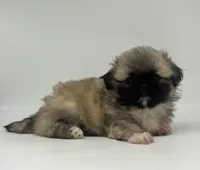Leo, a male Pekingese for sale in Shipshewana, IN – 3 of 4