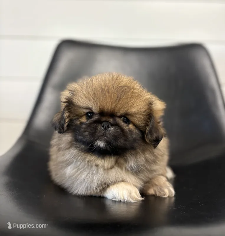 Daisy – Pekingese puppy for sale in Shipshewana, IN