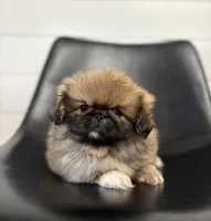 Daisy, a female Pekingese for sale in Shipshewana, IN – 1 of 4