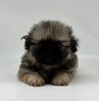 Murphy, a male Pekingese for sale in Shipshewana, IN – 2 of 4