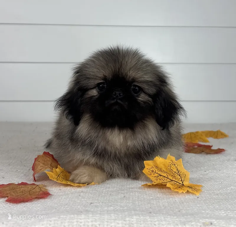 Murphy – Pekingese puppy for sale in Shipshewana, IN