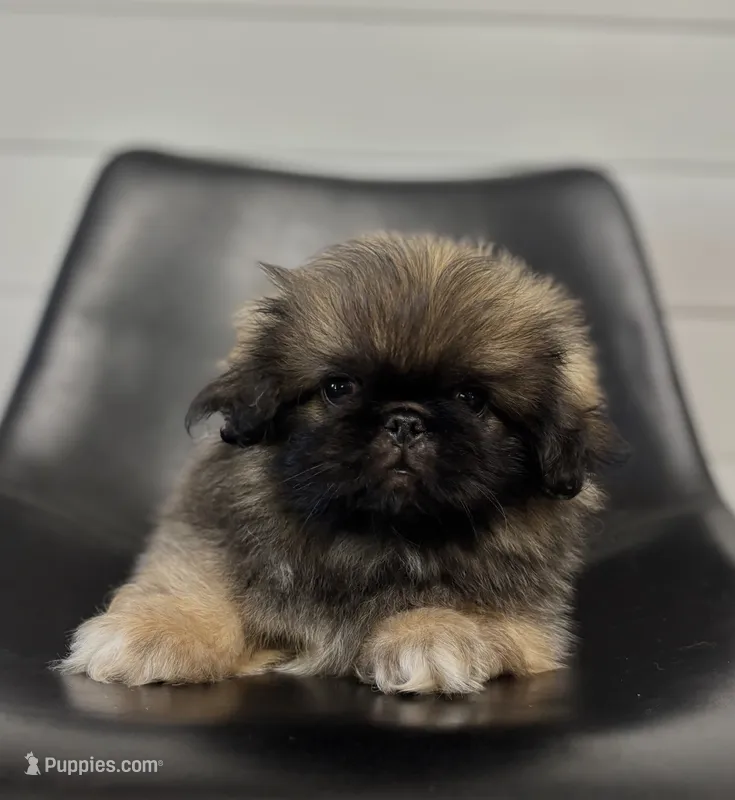 Forest – Pekingese puppy for sale in Shipshewana, IN