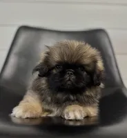 Forest, a male Pekingese for sale in Shipshewana, IN – 1 of 4