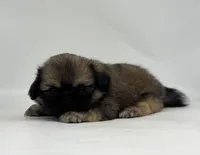 Kai, a male Pekingese for sale in Shipshewana, IN – 3 of 4