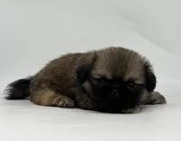 Kai, a male Pekingese for sale in Shipshewana, IN – 2 of 4