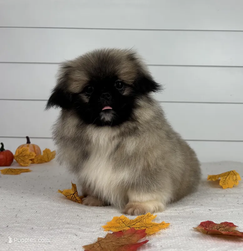 Leo – Pekingese puppy for sale in Shipshewana, IN