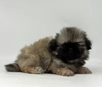 Murphy, a male Pekingese for sale in Shipshewana, IN – 4 of 4