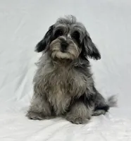 Blue, a female Poodle - Miniature  and Miniature Dachshund for sale in Shipshewana, IN – 2 of 5