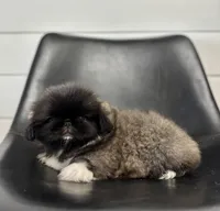 Fifi, a female Pekingese for sale in Shipshewana, IN – 2 of 4