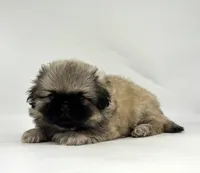 Bear, a male Pekingese for sale in Shipshewana, IN – 2 of 4