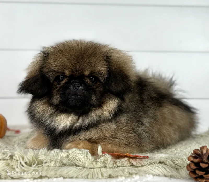 Kai – Pekingese puppy for sale in Shipshewana, IN