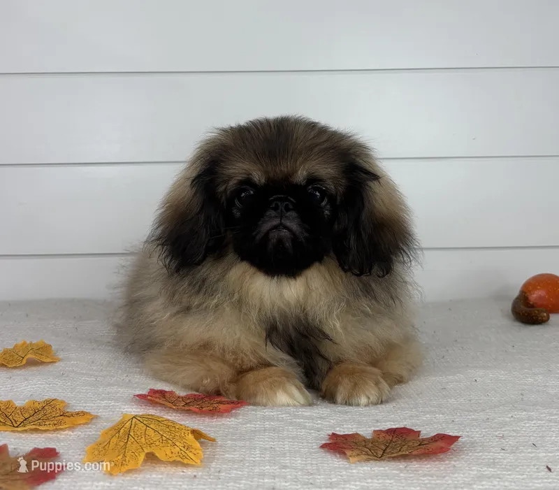 Forest – Pekingese puppy for sale in Shipshewana, IN