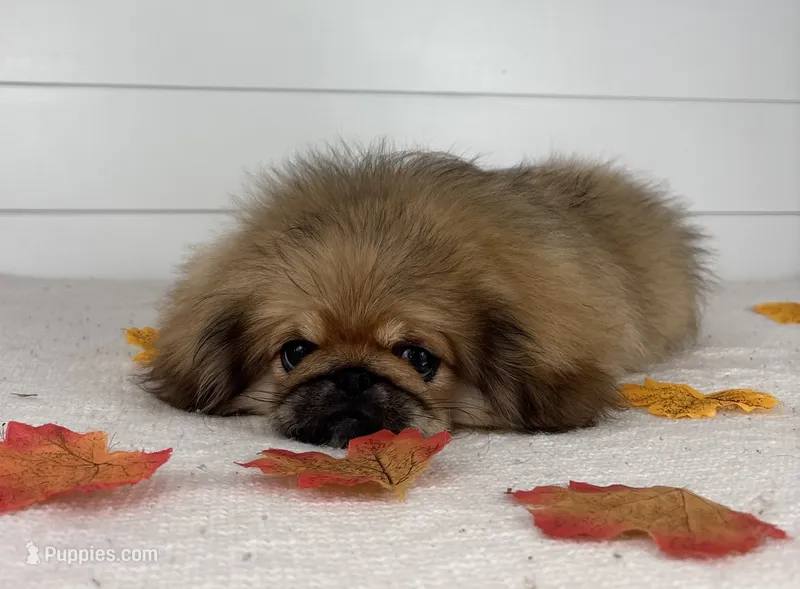 Daisy – Pekingese puppy for sale in Shipshewana, IN