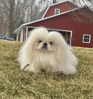 Coby, a male Pekingese for sale in Shipshewana, IN – Photo 4 of 4